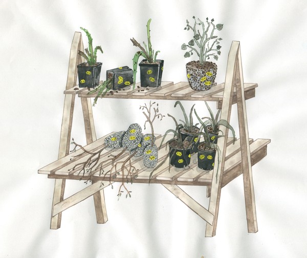 Zina Swanson, Plants from the sale drawing (artist concept sketch), 2016