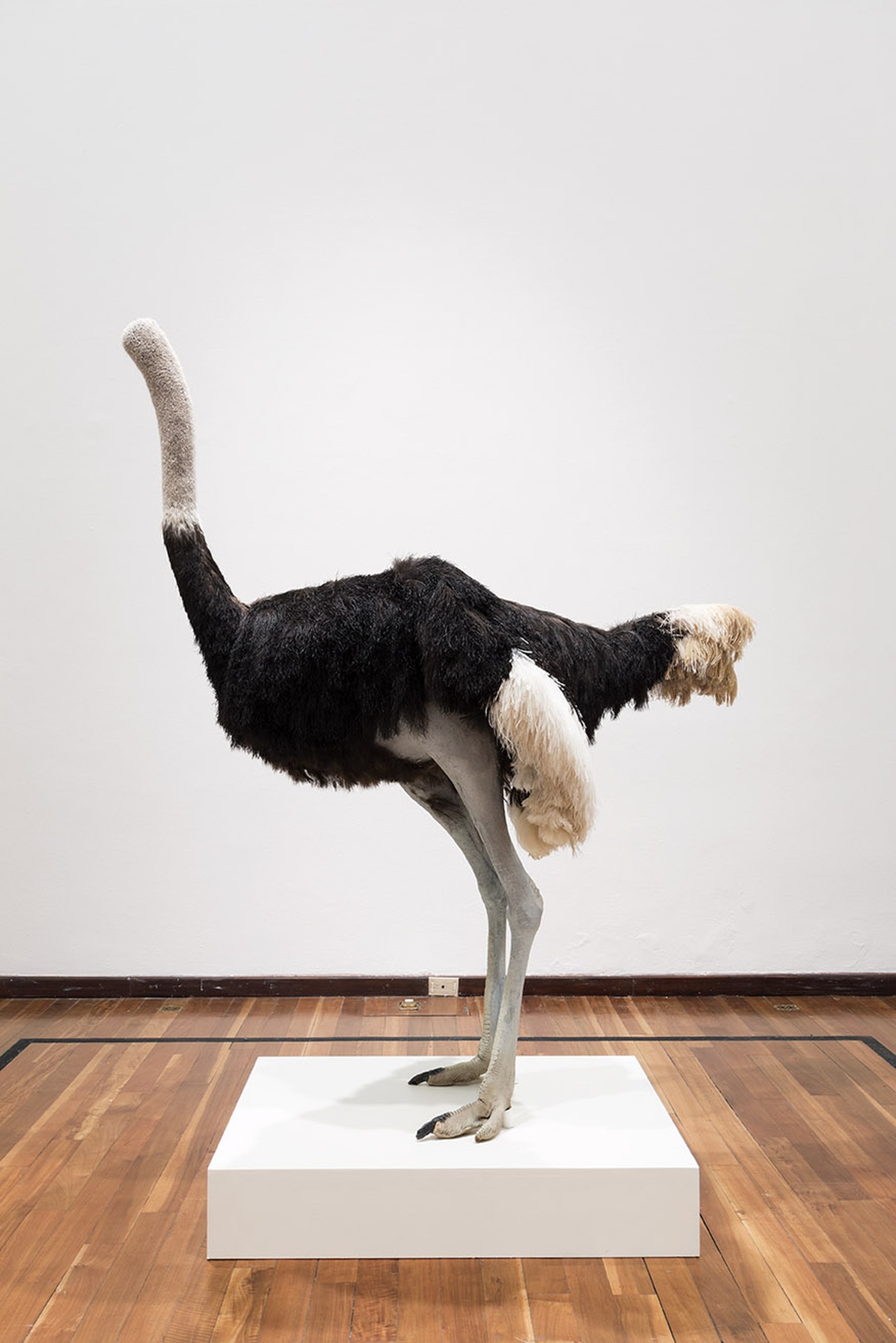 David Shrigley: Lose Your Mind. Ostrich, 2009 at Instituto Cultural Cabañas, Guadalajara, Mexico, November 2015. © David Shrigley. Courtesy of Instituto Cultural Cabañas and British Council. Photo by Marcos García  